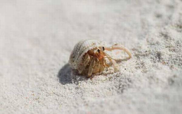 寄居蟹吃什么食物?