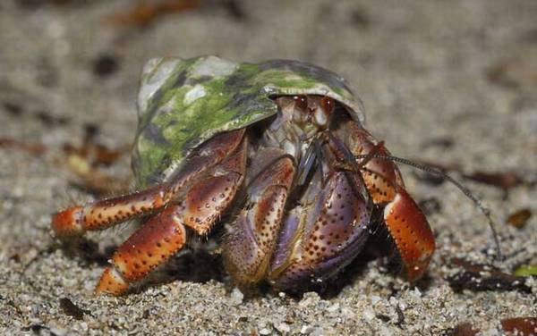 寄居蟹怎么养不会死?