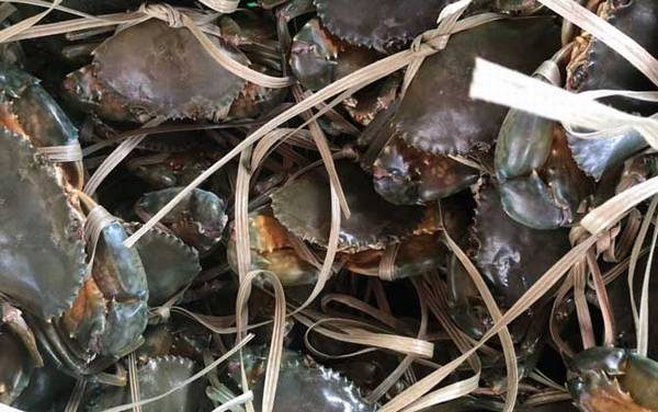 青蟹价格多少钱一斤?