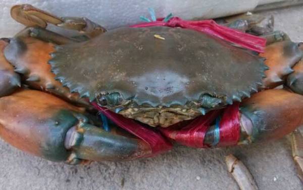 青蟹价格多少钱一斤?