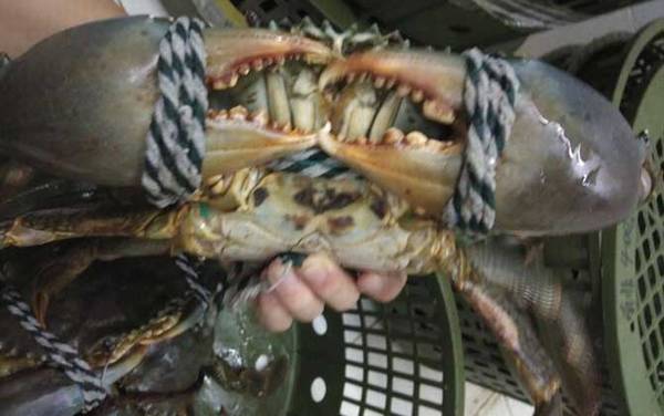 青蟹怎么保存不容易死?