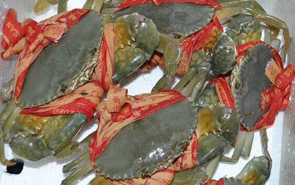 青蟹怎么保存不容易死?