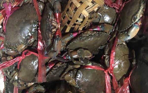 青蟹怎么保存不容易死?