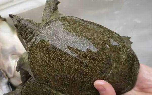 中华鳖是什么动物?