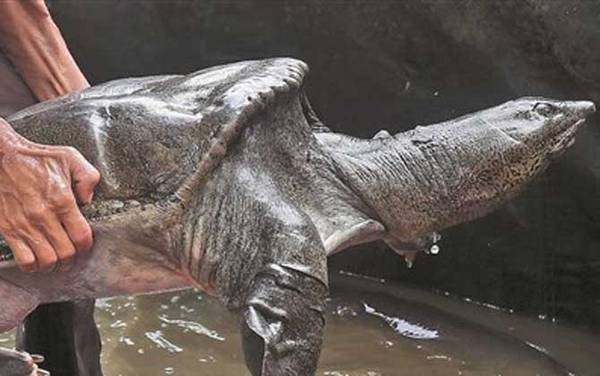 亚洲鳖是什么动物?