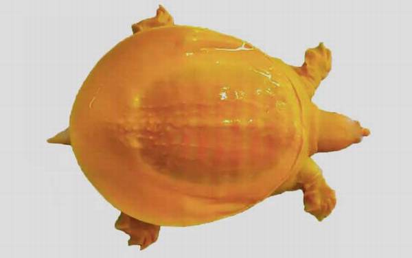 黄金鳖是什么动物?