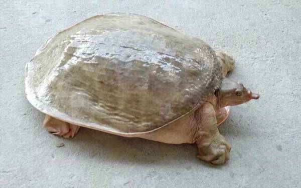 山瑞鳖是什么动物?