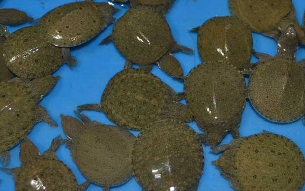 甲鱼苗价格多少钱一只?