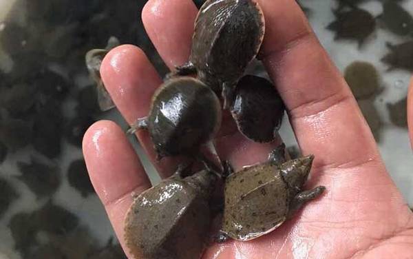 甲鱼苗价格多少钱一只?