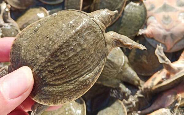 甲鱼苗价格多少钱一只?