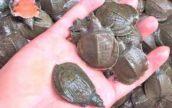 甲鱼苗价格多少钱一只?