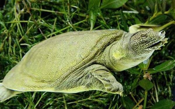 甲鱼怎么杀最简单?