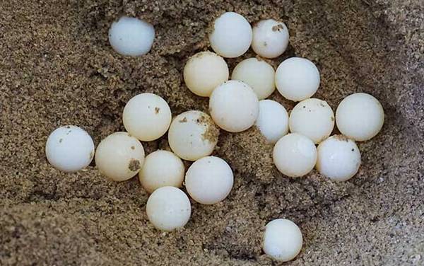 甲鱼蛋孵化技术及注意事项