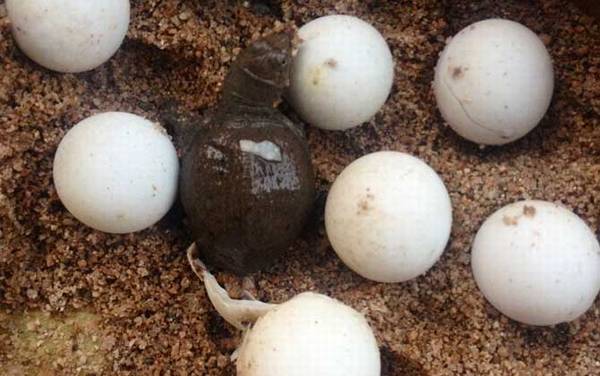 甲鱼蛋孵化技术及注意事项