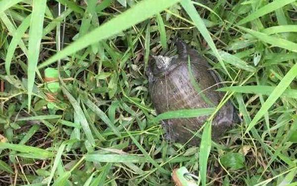 王八吃什么食物?