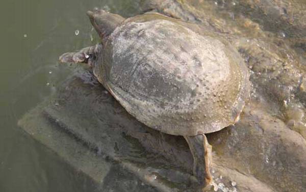 王八吃什么食物?
