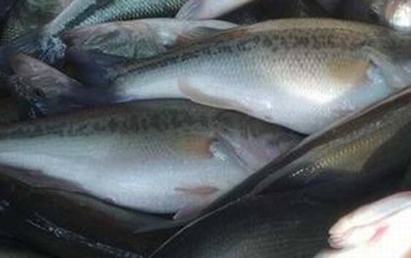 ����������ֳ�ɱ�������