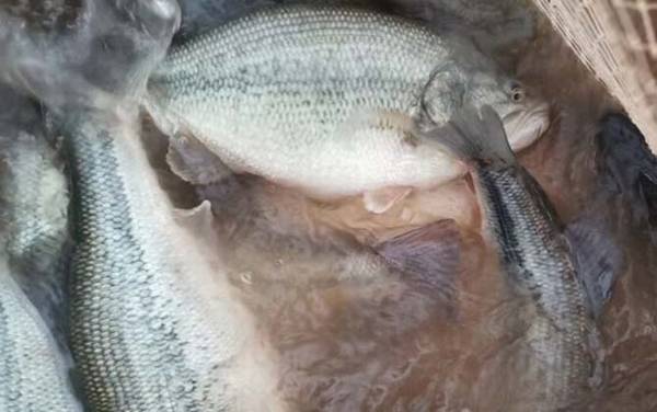 ����������ֳ�ɱ�������