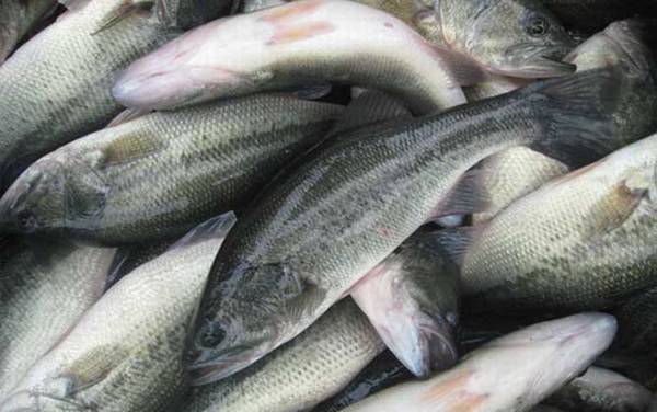 ����������ֳ�ɱ�������