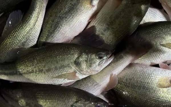 ��ֳ��������ǰ����ô����