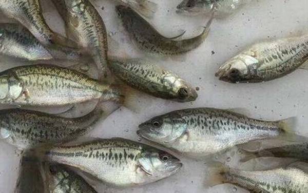 ��ֳ��������ǰ����ô����