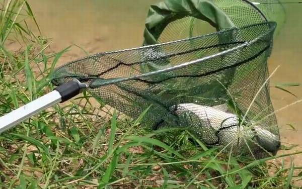 ��ֳ��������ǰ����ô����