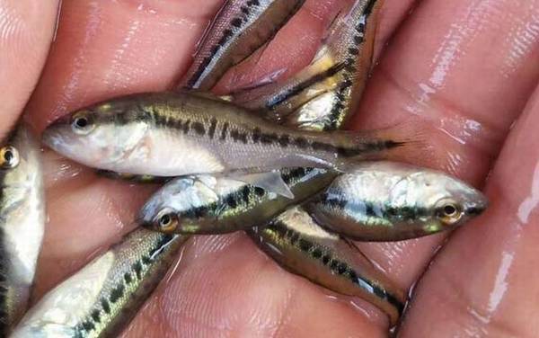 加州鲈鱼苗价格多少钱一尾?