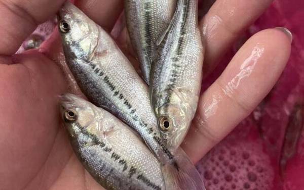 加州鲈鱼苗价格多少钱一尾?