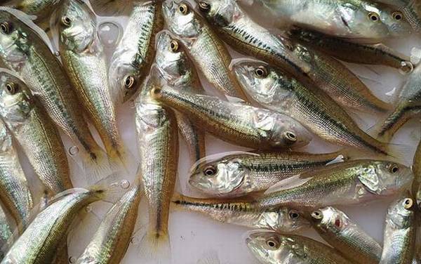 加州鲈鱼苗价格多少钱一尾?