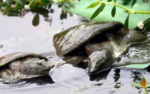 孕妇能吃甲鱼吗?