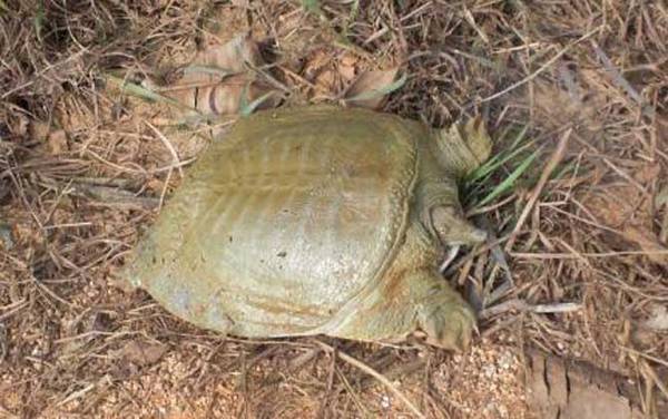 孕妇能吃甲鱼吗?