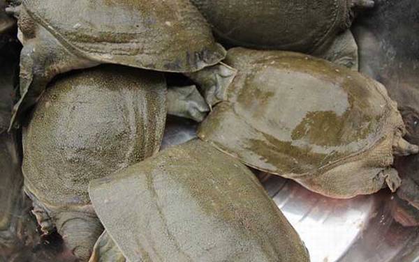 孕妇能吃甲鱼吗?