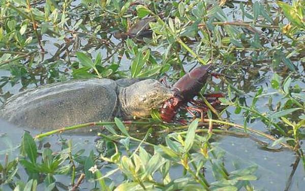 孕妇能吃甲鱼吗?