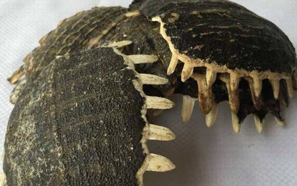 鳖甲的功效与作用