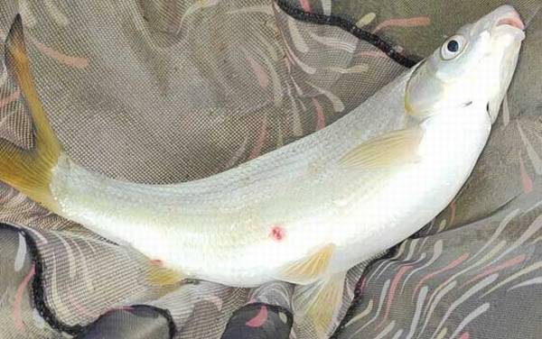 黄尾鱼是什么鱼?