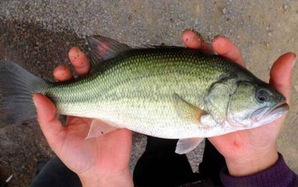 加州鲈鱼好吃吗?