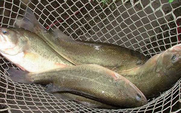 加州鲈鱼刺多吗?