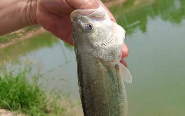 加州鲈鱼是海鲈鱼吗?