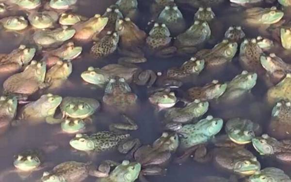 牛蛙价格多少钱一斤?