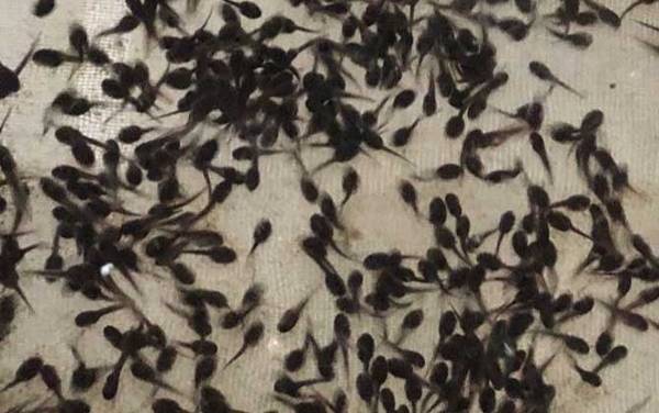 牛蛙蝌蚪吃什么食物?