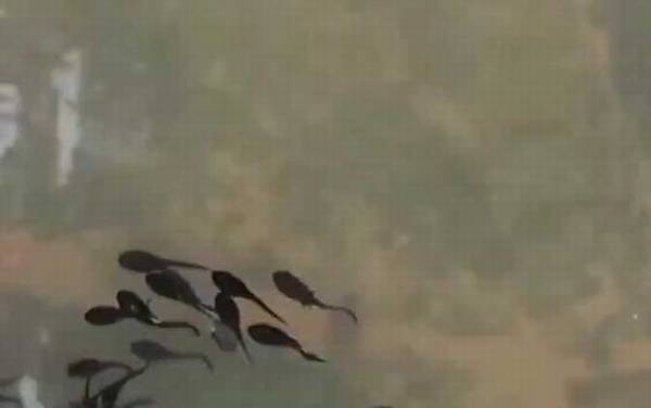 牛蛙蝌蚪吃什么食物?