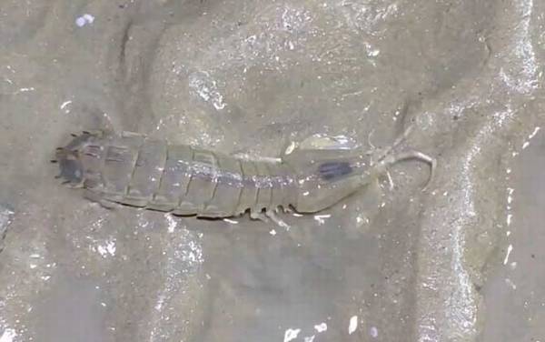 皮皮虾是什么虾?