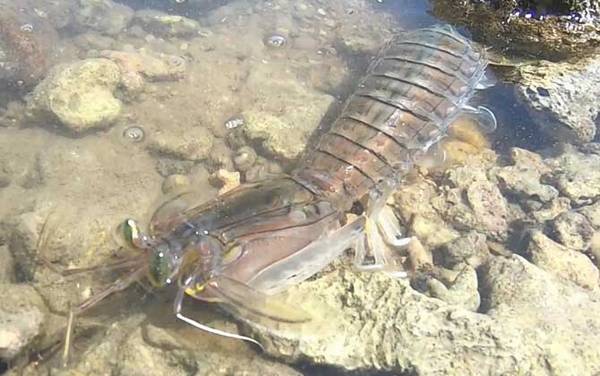 皮皮虾是什么虾?