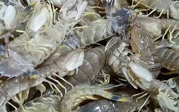 皮皮虾蒸几分钟最好?