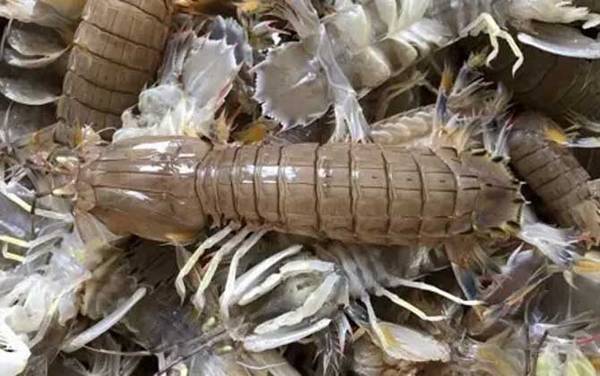 孕妇能吃皮皮虾吗?