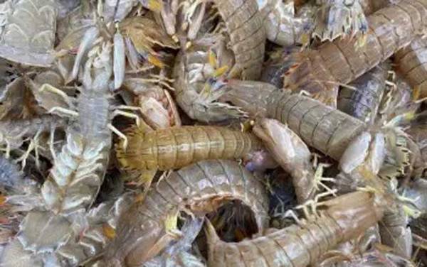 皮皮虾我们走是什么梗?