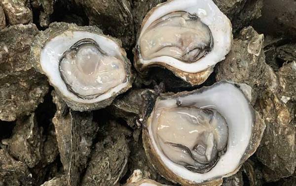 生蚝怎么处理干净?