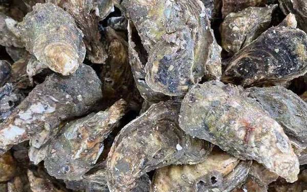 生蚝是什么东西?