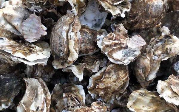 生蚝价格多少钱一斤?