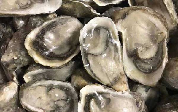 生蚝价格多少钱一斤?